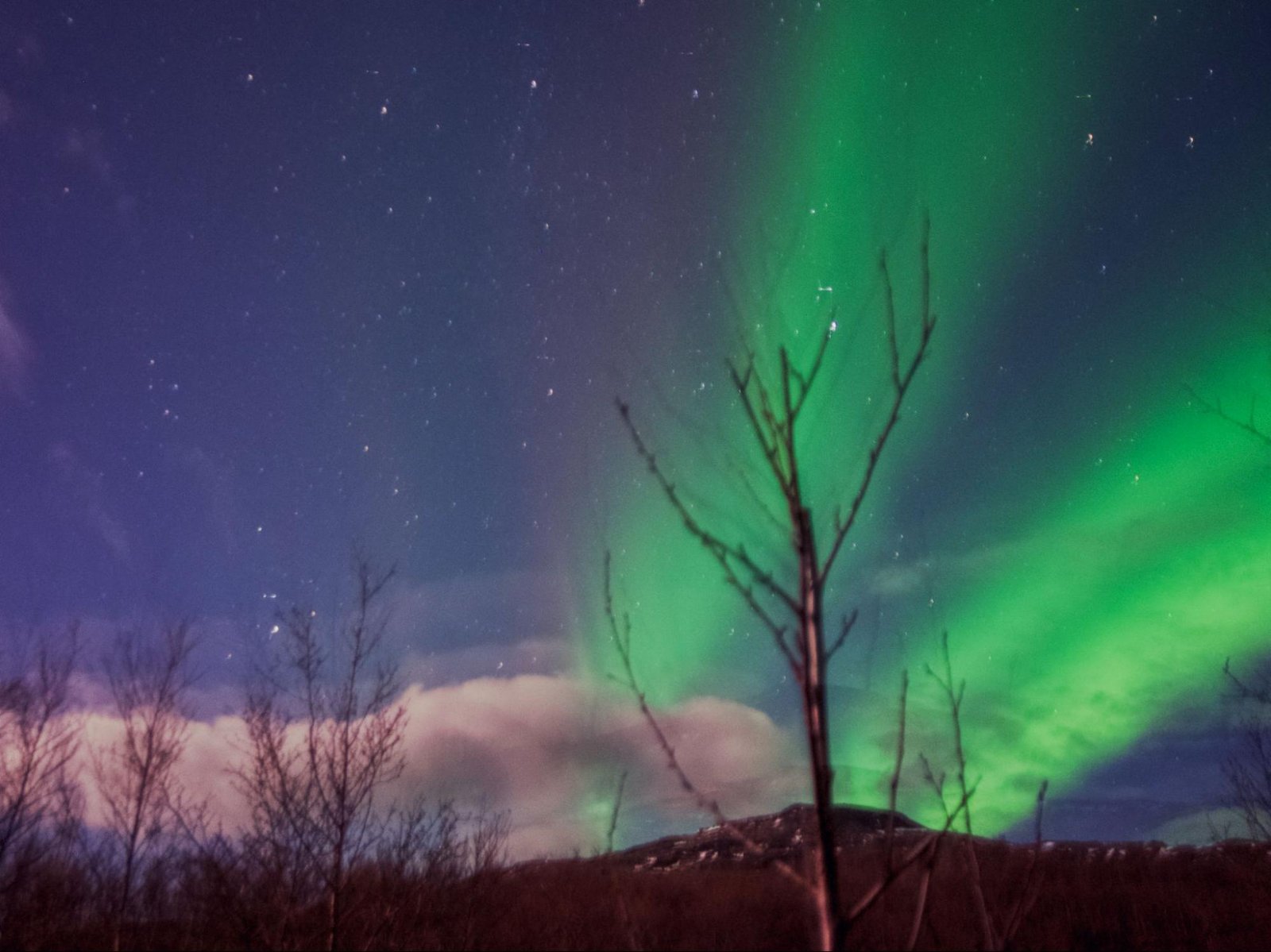 Green and violet northern lights over bare branches and a dark hill in Iceland